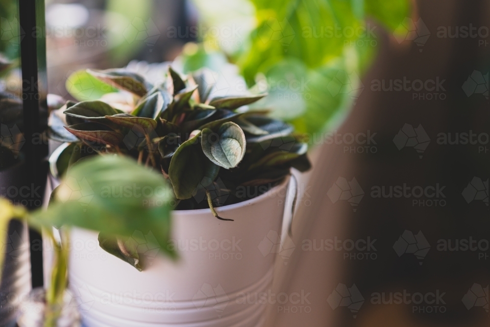 indoor plant, Metallic peperomia - Australian Stock Image