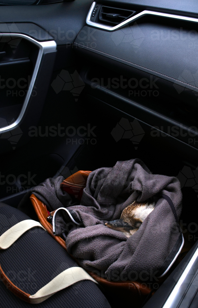 Injured bird rescue, safe inside car - Australian Stock Image