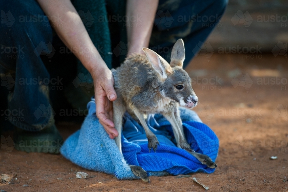 Injured joey being cared for - Australian Stock Image