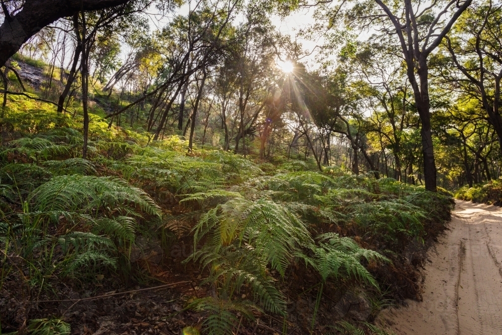 inland rainforest scenes on Fraser Island - Australian Stock Image