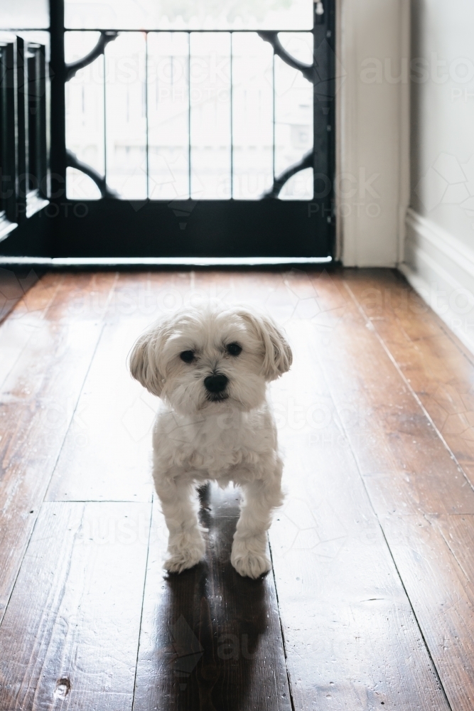 Innocent looking little white dog in the hallway of his home - Australian Stock Image