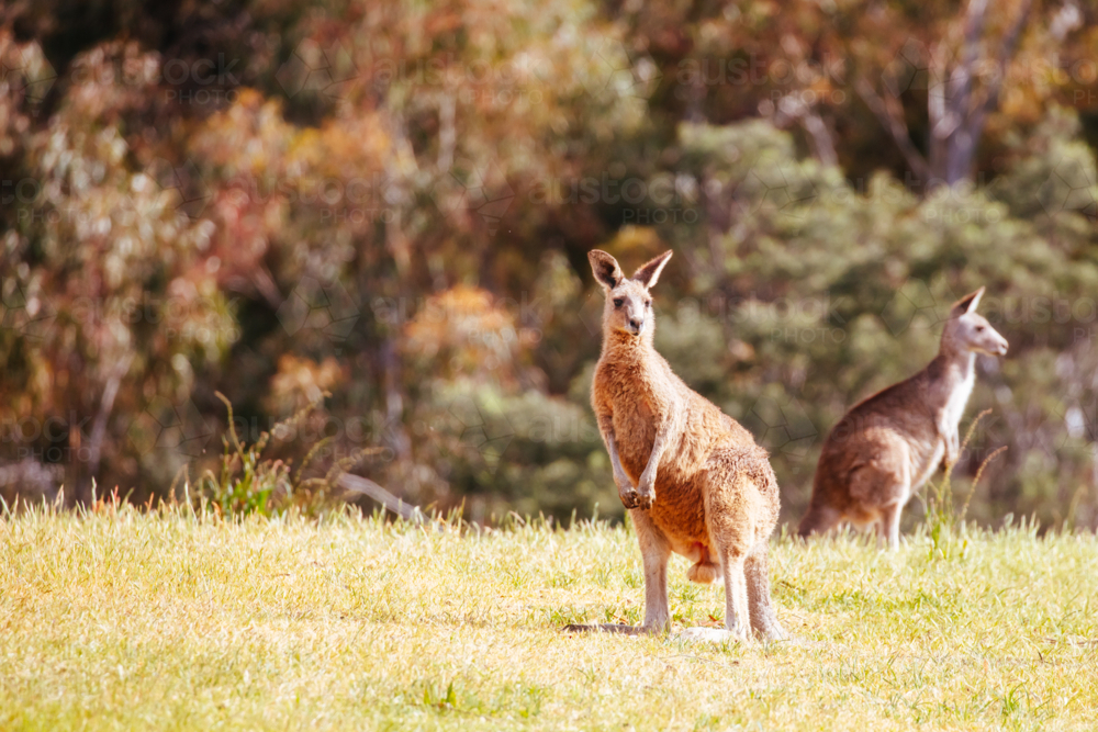 Inquisitive kangaroos on a warm sunny afternoon near Daylesford, Victoria, Australia - Australian Stock Image