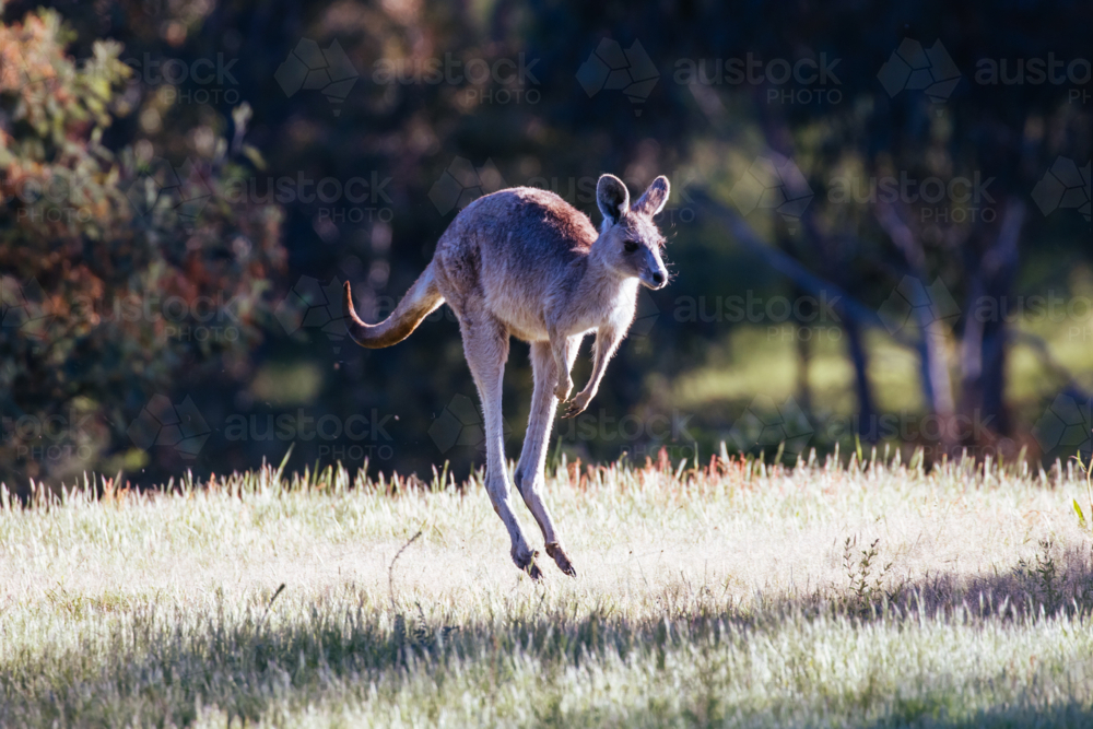 Inquisitive kangaroos on a warm sunny afternoon near Daylesford, Victoria, Australia - Australian Stock Image