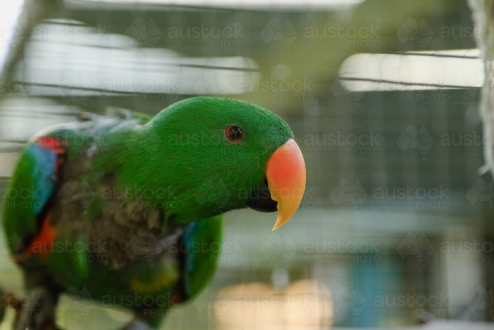 Inquisitive male green Eclectus Parrot sitting on perch in aviary - Australian Stock Image
