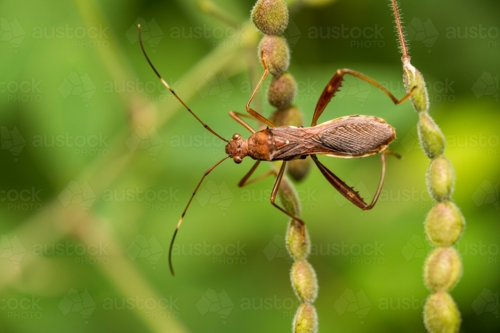 Insect - Australian Stock Image