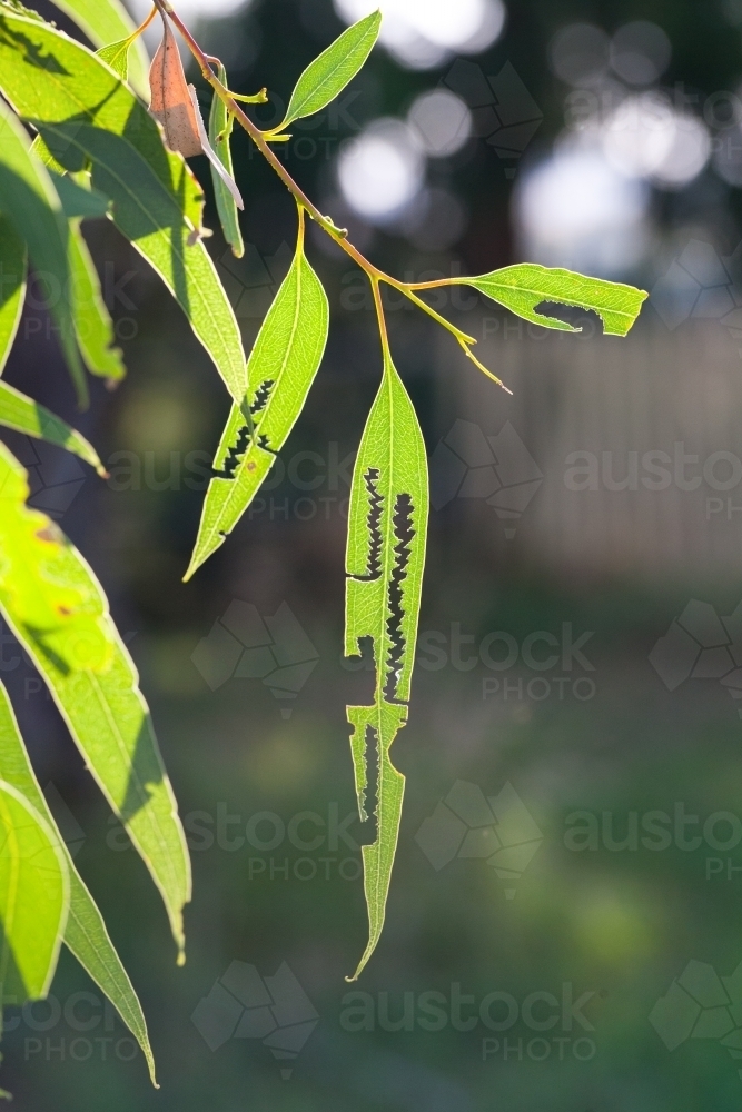 insect damaged gum leaves hanging in the backyard - Australian Stock Image