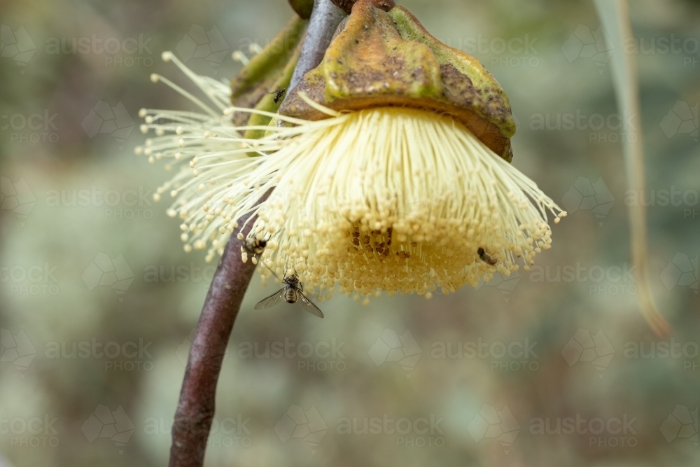 insects feeding on yellow gum blossom - Australian Stock Image