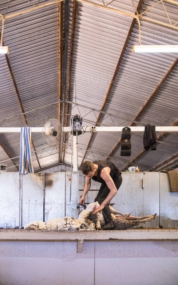 inside shed where shearer is shearing a merino sheep - Australian Stock Image