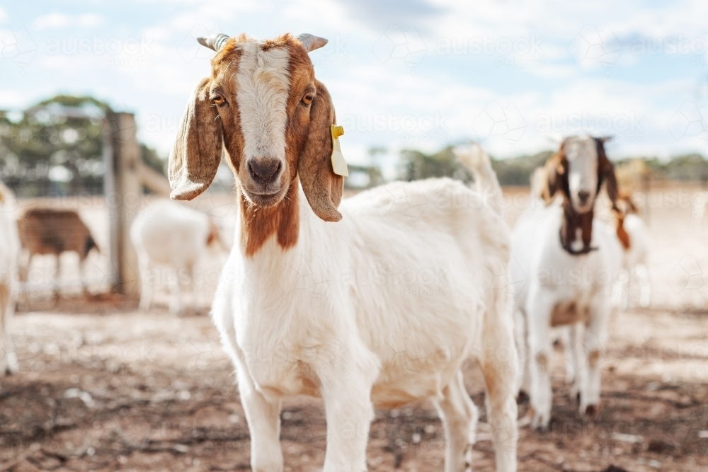 Interested goat at a farm looking at camera. - Australian Stock Image