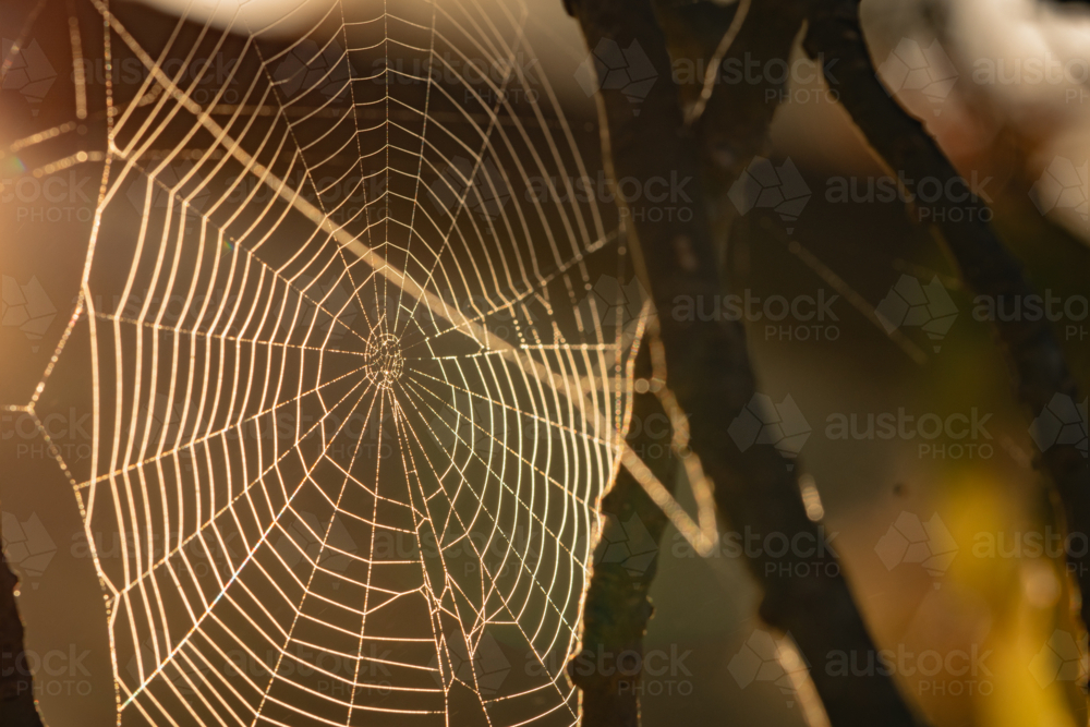 Intricate spider web illuminated by early morning sunlight at dawn - Australian Stock Image