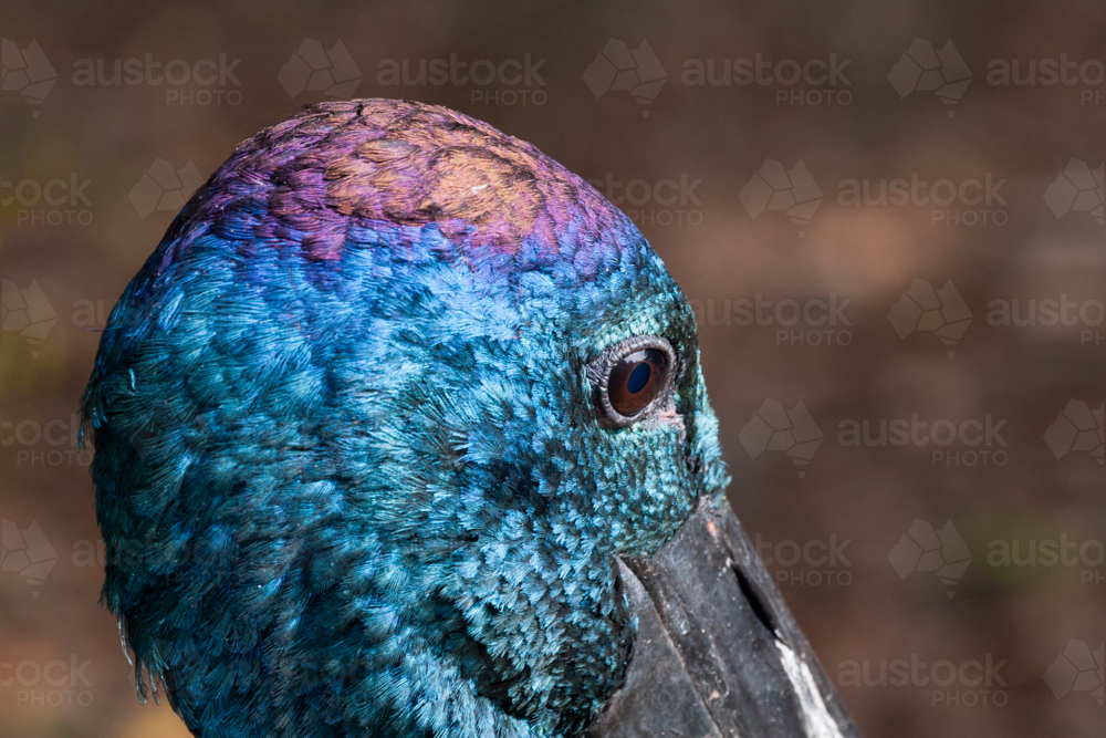 Iridescent head feathers of a Black-necked Stork or Jabiru, Ephippiorhynchus asiaticus. - Australian Stock Image