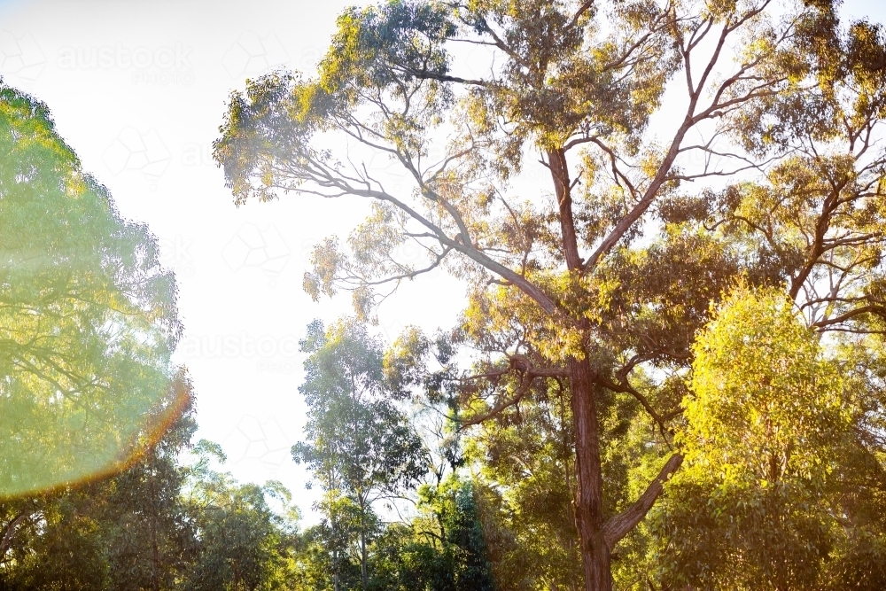 Iron bark trees, sun flares and light - Australian Stock Image