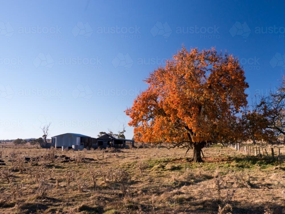 Iron farm shed with an autumn coloured tree in paddock - Australian Stock Image