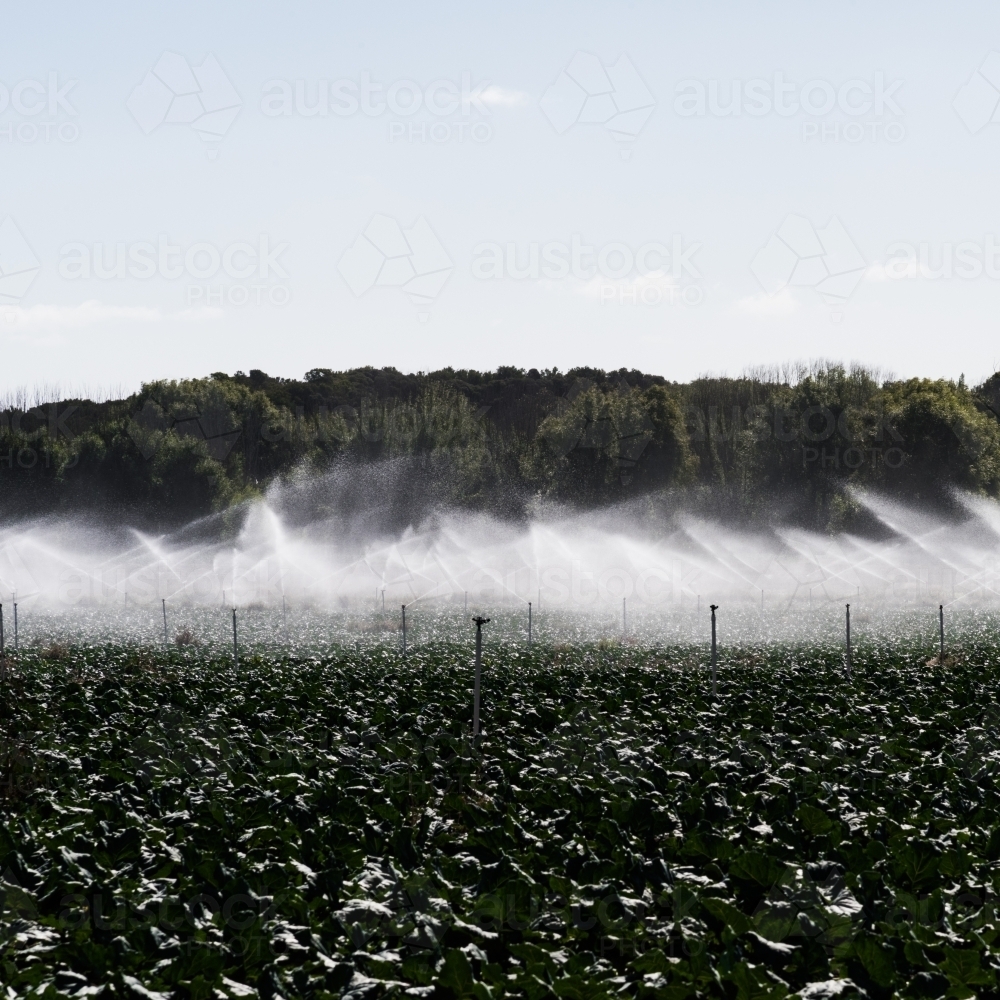 irrigating the crops - Australian Stock Image