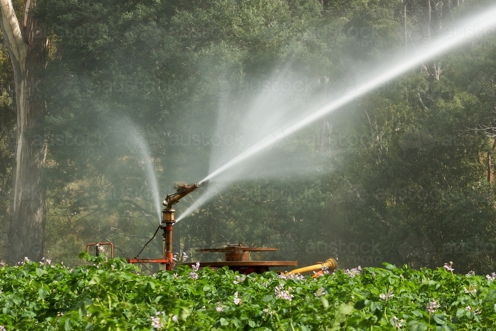 irrigator on potato crop - Australian Stock Image