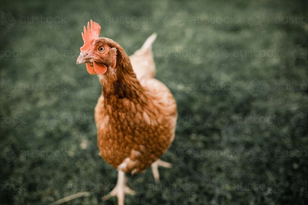 Isa brown egg laying hen chicken standing on grass - Australian Stock Image