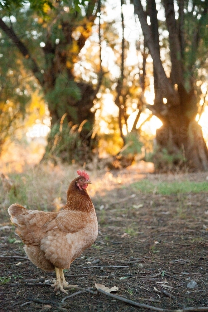 Isa brown hen free ranging in farm paddock - Australian Stock Image