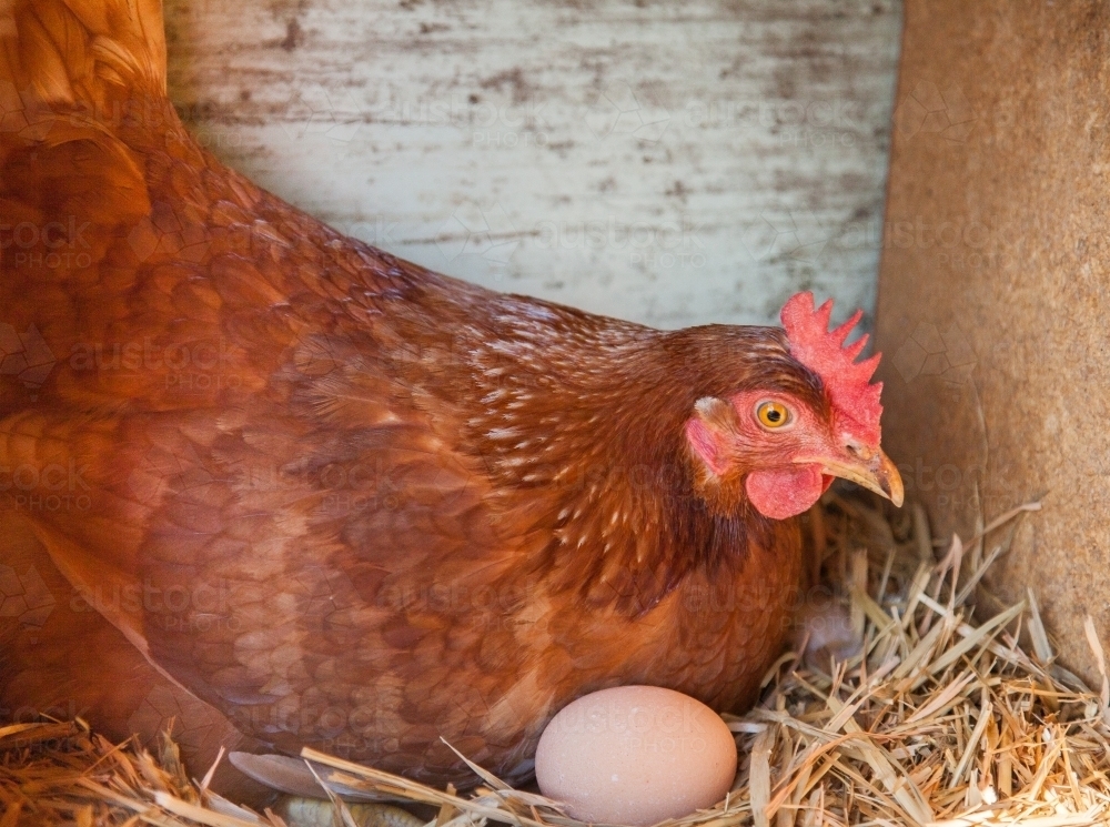 Image of Isa Brown hen on eggs in nest box - Austockphoto