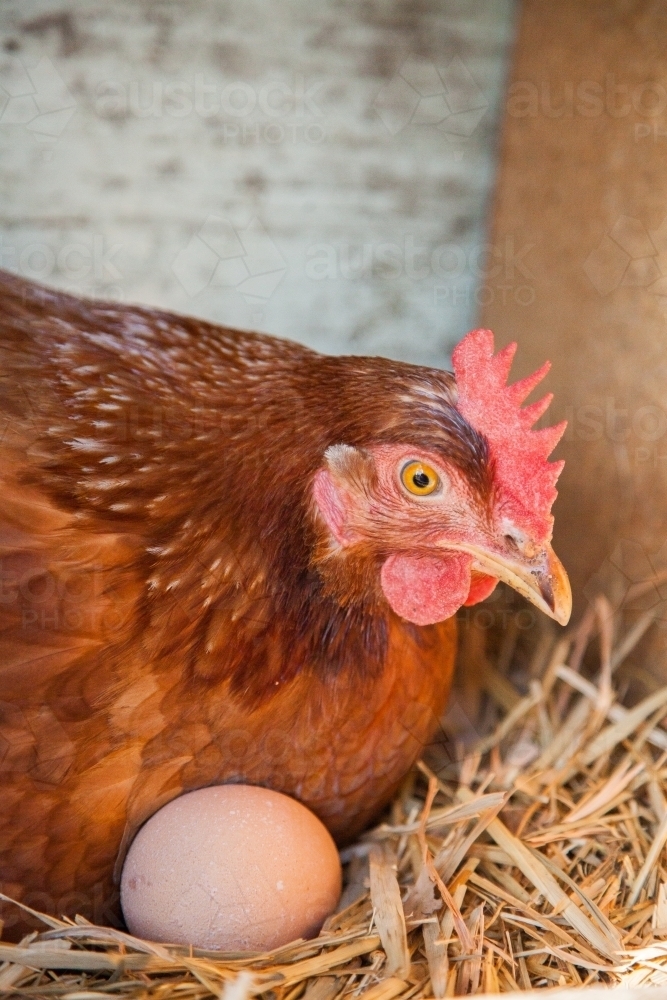 Isa Brown hen on eggs in nest box - Australian Stock Image