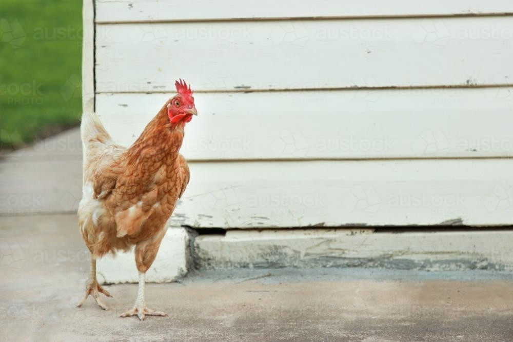 ISA Brown Hen Walking in Front of a Shed - Australian Stock Image