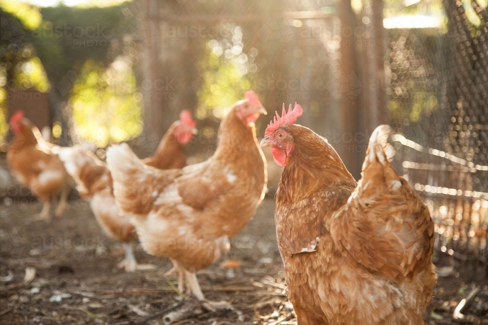 Isa brown hens in the chook yard on a farm - Australian Stock Image