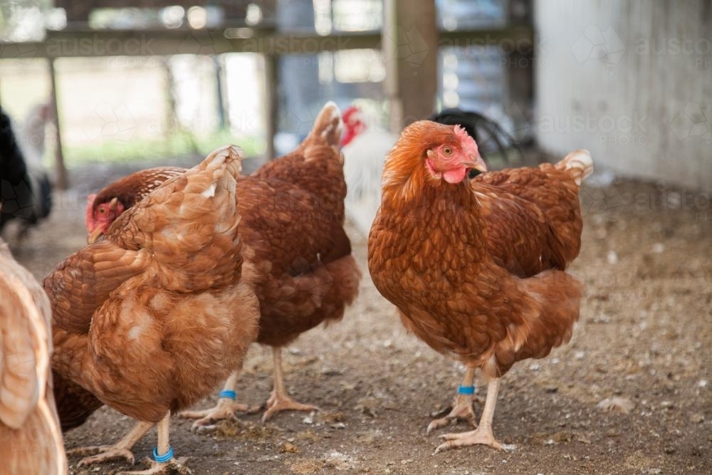 Isa brown hens standing in the chook yard - Australian Stock Image