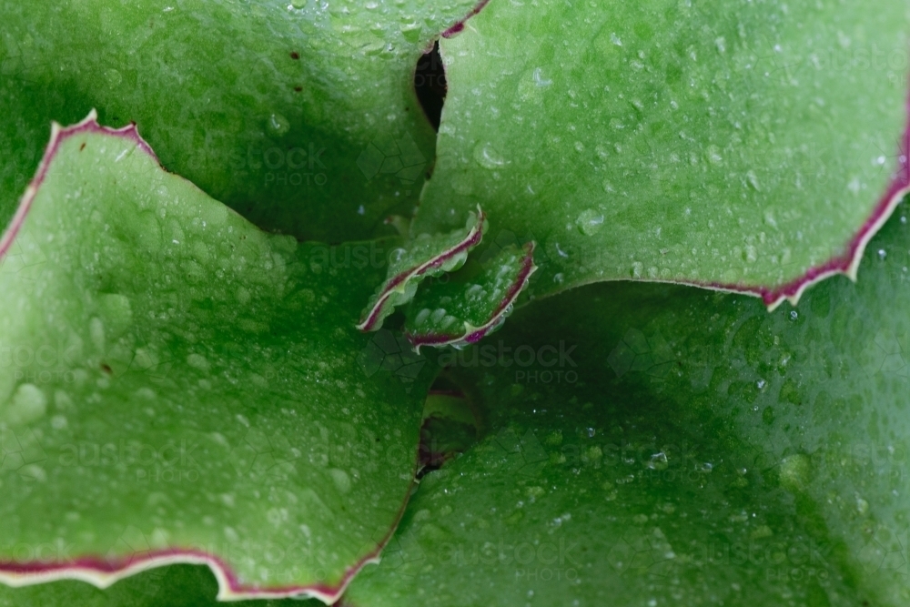 Isolated close up of a green succulent cactus with water droplets - Australian Stock Image