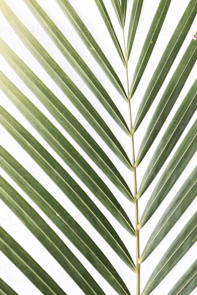 Isolated green palm leaf frond with copy space - Australian Stock Image