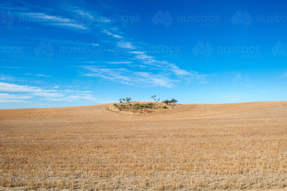 Isolated rise with sparse trees surrounded by golden harvested paddocks under a wide blue sky - Australian Stock Image