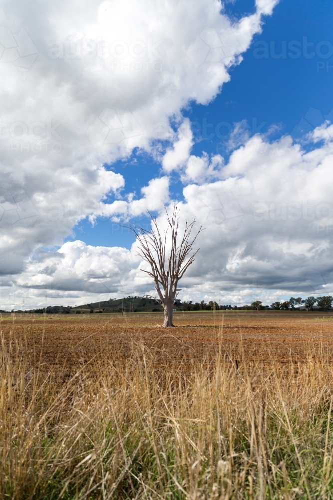 Isolated tree in farmland - Australian Stock Image