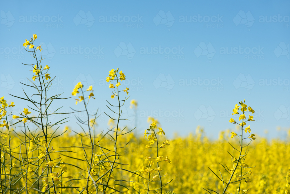 Isolated yellow canola flower heads against a bright blue sky - Australian Stock Image