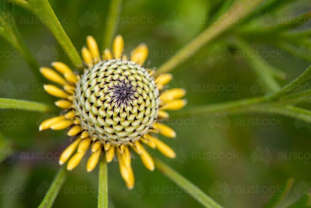 Drumstick (Isopogon anemonifolius) flower - Australian Stock Image