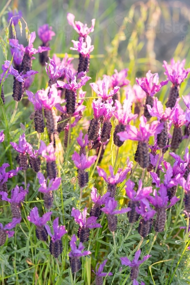 italian lavender, a more pink-purple colour - Australian Stock Image