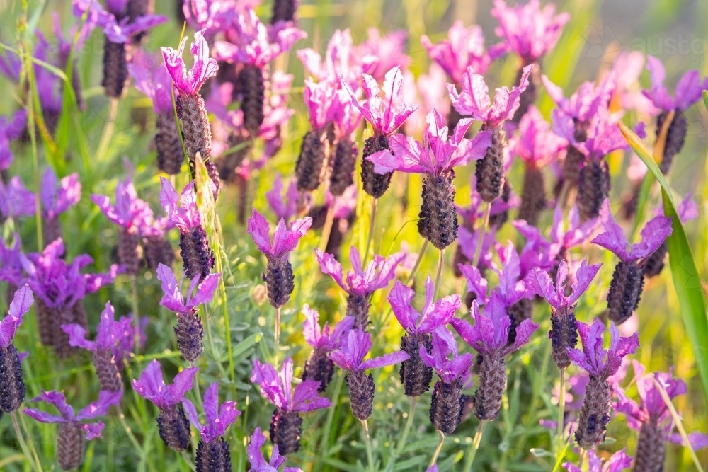 italian lavender, a more pink-purple colour - Australian Stock Image