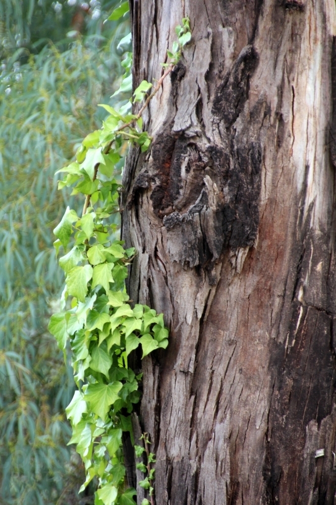 Ivy growing on tree trunk - Australian Stock Image