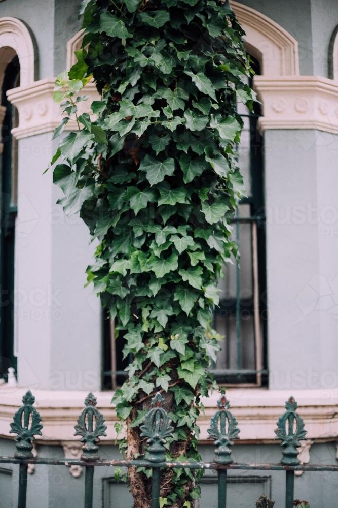 Ivy plant in front of terrace house - Australian Stock Image