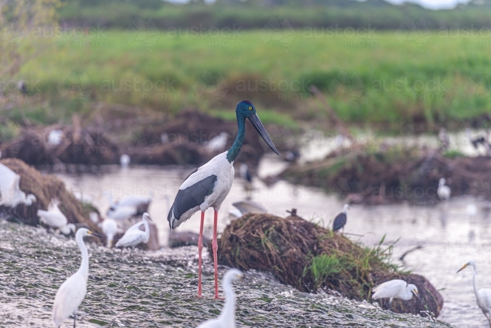Jabiru at the wetlands - Australian Stock Image