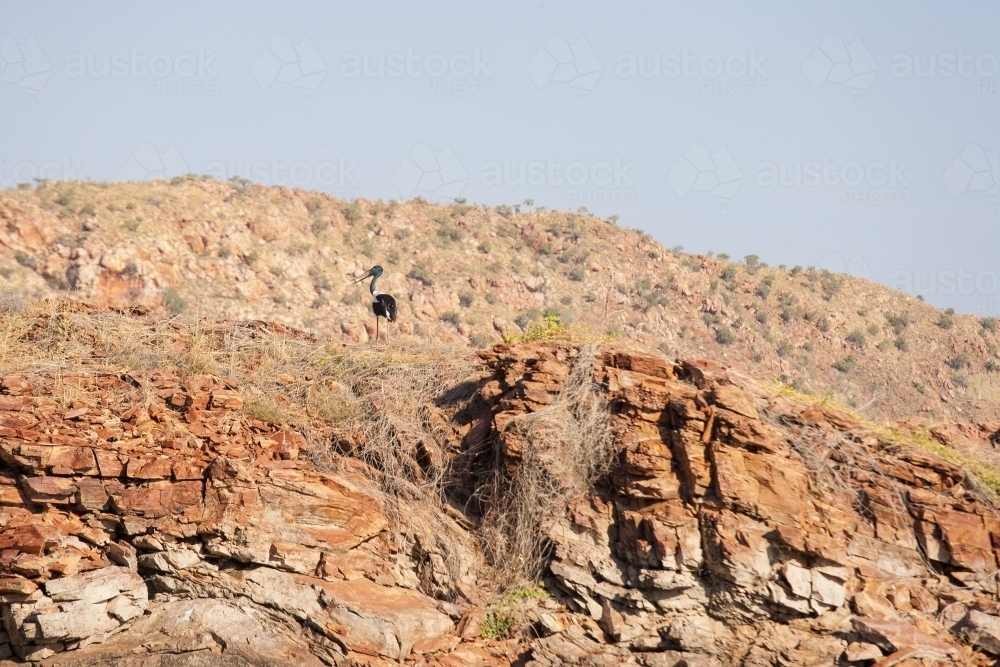 Jabiru standing on cliff in remote location - Australian Stock Image