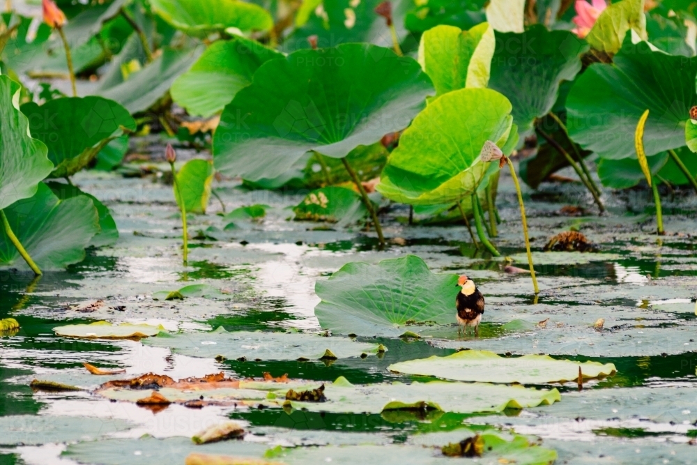 Jacana or Jesus bird sitting on lilies in a wetland - Australian Stock Image