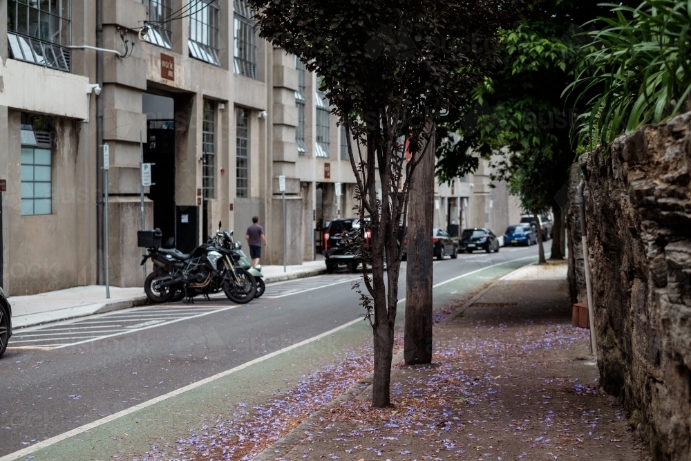 Jacaranda blooms cover a side street in North Sydney - Australian Stock Image