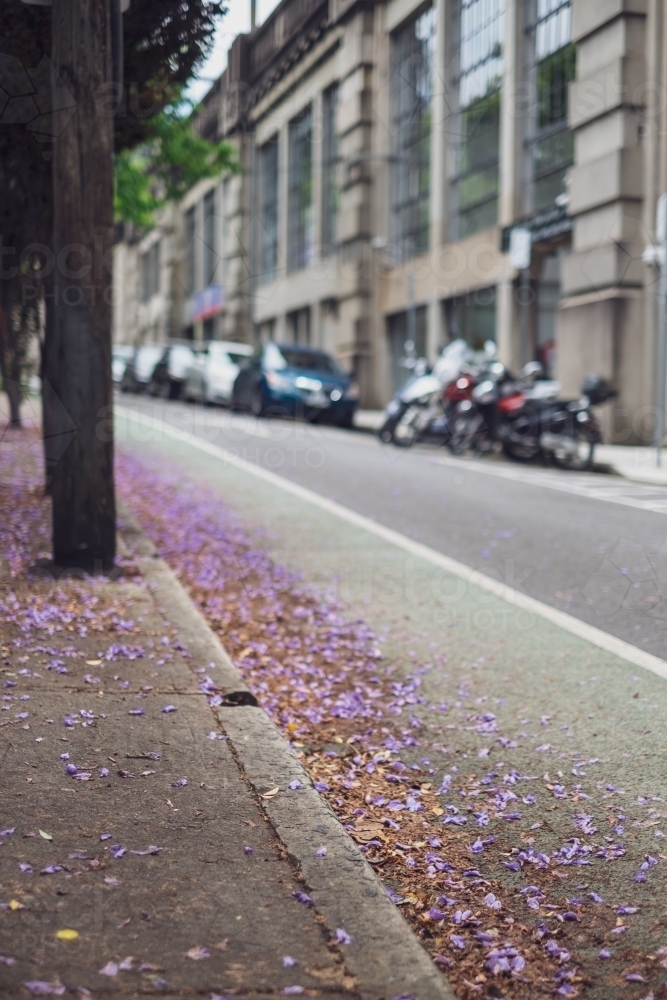 Jacaranda blooms on a bicycle laneway in North Sydney - Australian Stock Image