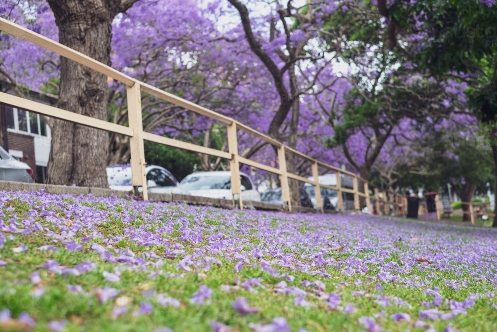 Jacaranda flowers on the ground and on the trees in springtime - Australian Stock Image