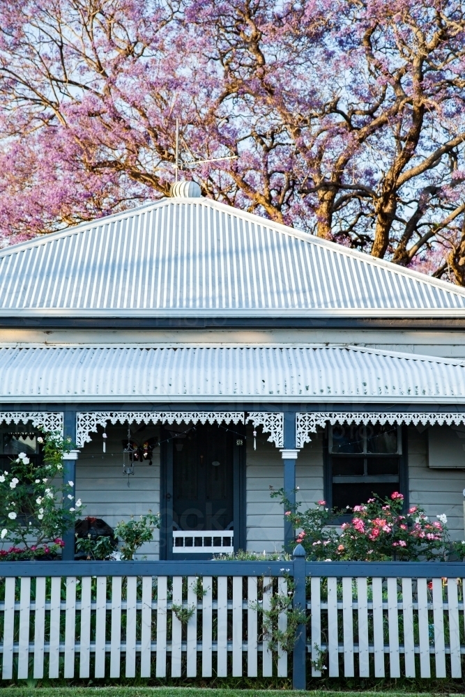 Jacaranda tree behind cottage with picket fence and rose garden - Australian Stock Image