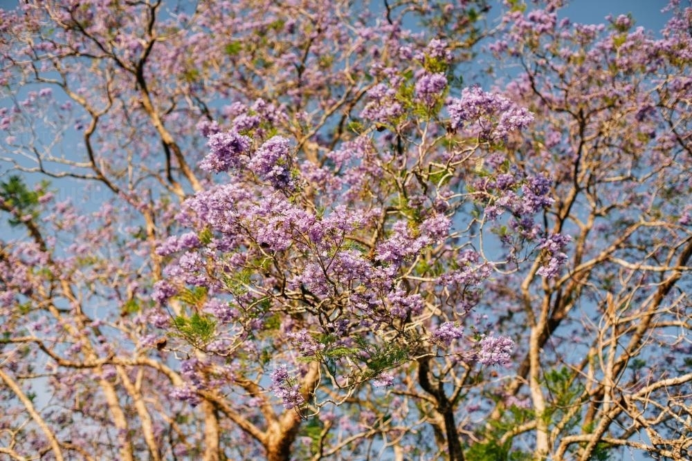 Jacaranda Tree in Blossom - Australian Stock Image