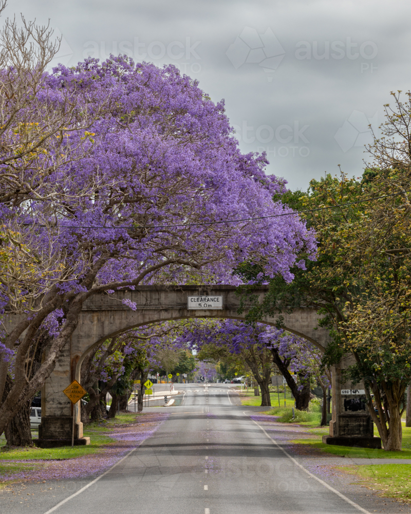 Jacaranda tree overhanging bridge with 2 lane road - Australian Stock Image