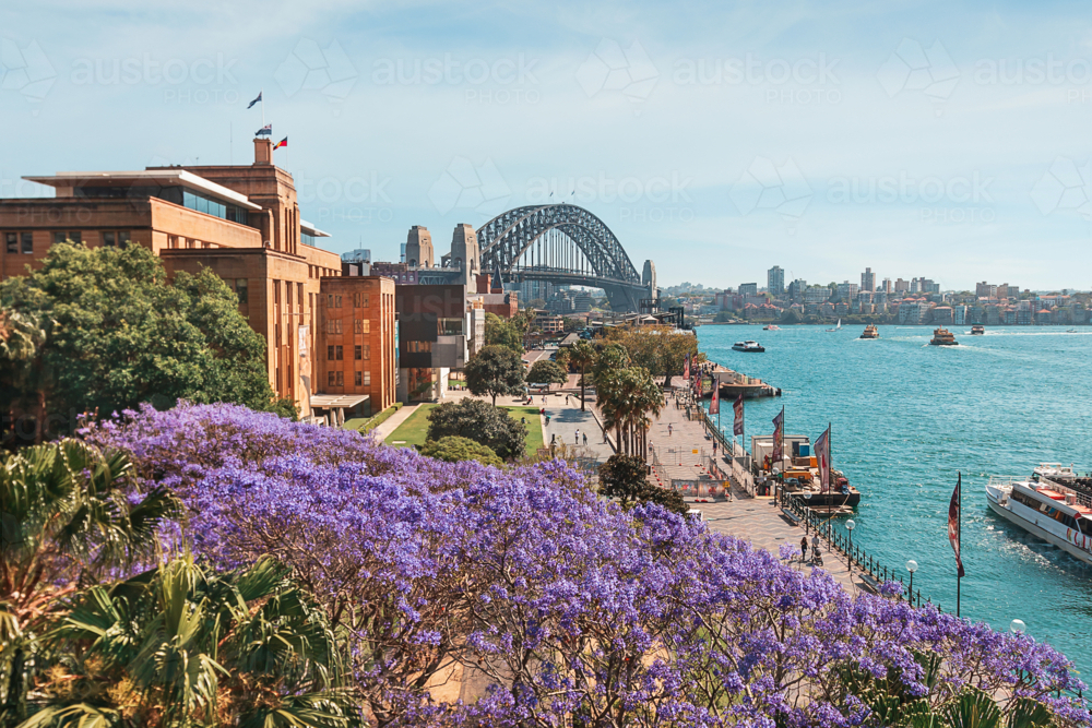 Jacarandas bloom over Circular Quay Sydney - Australian Stock Image
