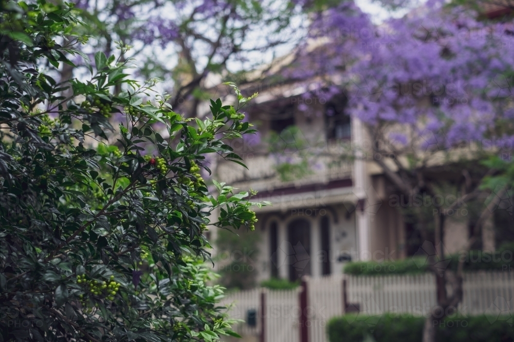 Jacarandas in full bloom and a shrub at the foreground - Australian Stock Image