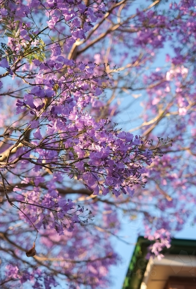 Jacarandas in full bloom - Australian Stock Image