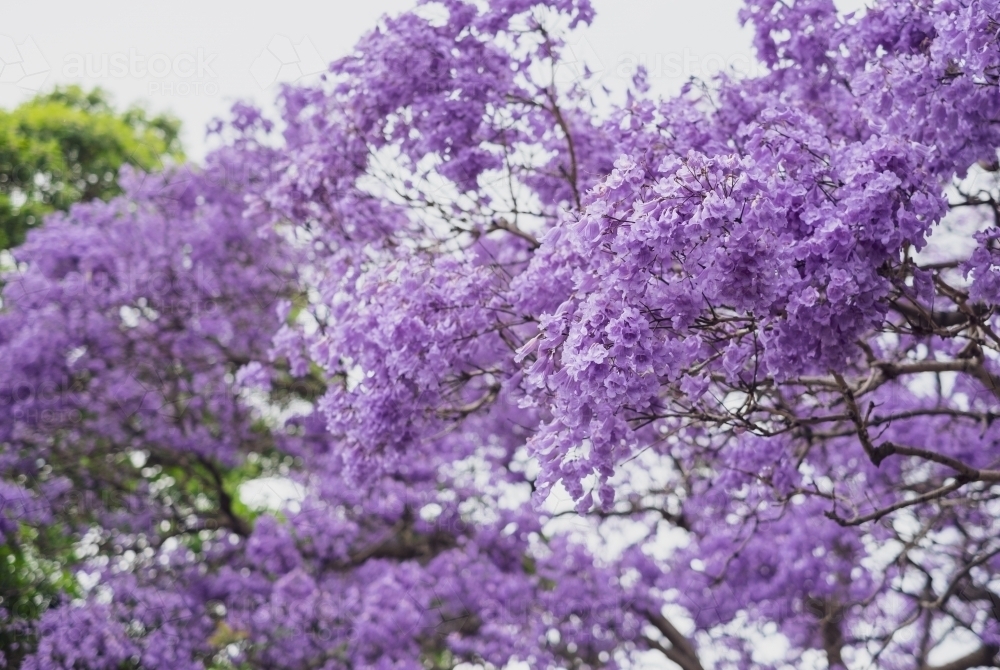 Jacarandas in full bloom - Australian Stock Image