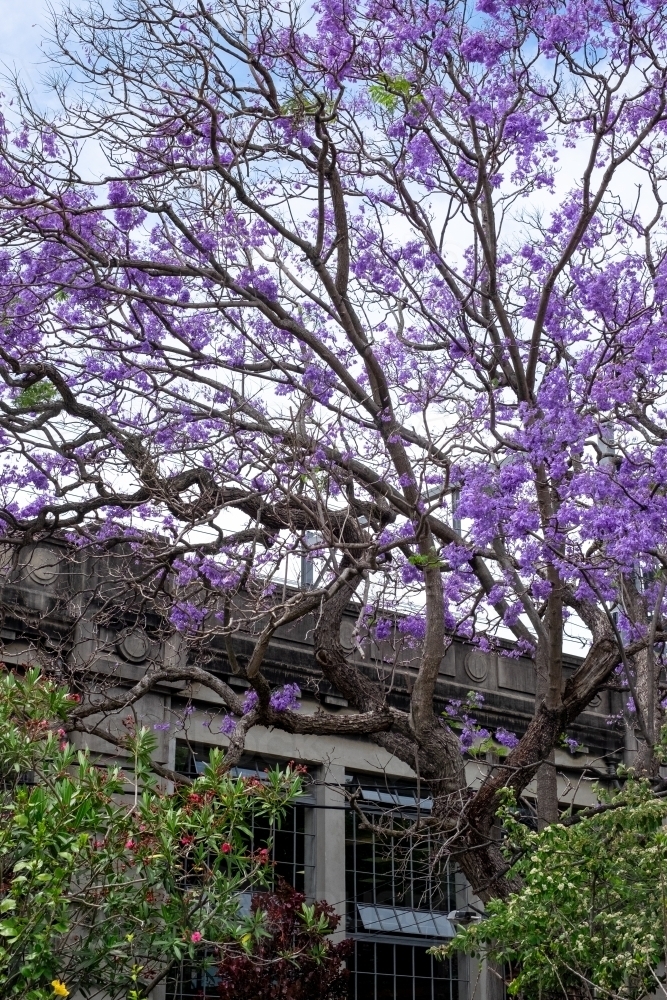 Jacarandas in full bloom - Australian Stock Image